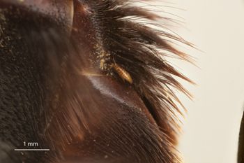 Media type: image;   Entomology 816428 Aspect: Later posterior abdomen